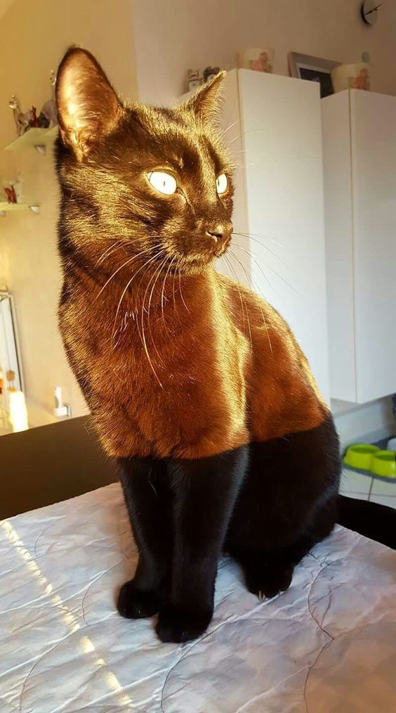 1522875199_catz-goldandblack.jpg.b0e5ea54d0487776af5a90cad92b5d17.jpg