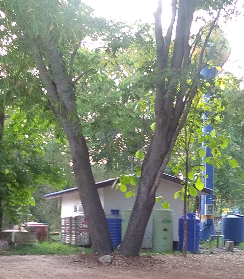 165257574_twintrees01.png.6a07589cd36dc6a4bc3e2b151160d40a.png