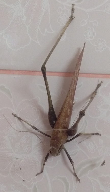 1683979241_biggrasshopper01.thumb.png.0a952655dd74612fb50805a1bad7b3d1.png