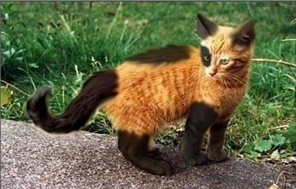1759957192_catz-gingerandblack.png.12809637de5c65679ea756d7360cfb8f.png