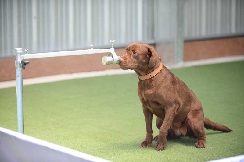 2021-03-17T114058Z_1_LYNXMPEH2G0VU_RTROPTP_4_HEALTH-CORONAVIRUS-THAILAND-SNIFFER-DOGS.JPG