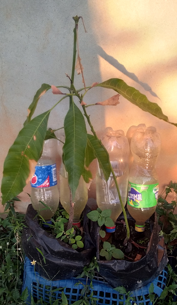 2143384856_plants01.png.43356e6a228c9e1191427609ec9d4398.png