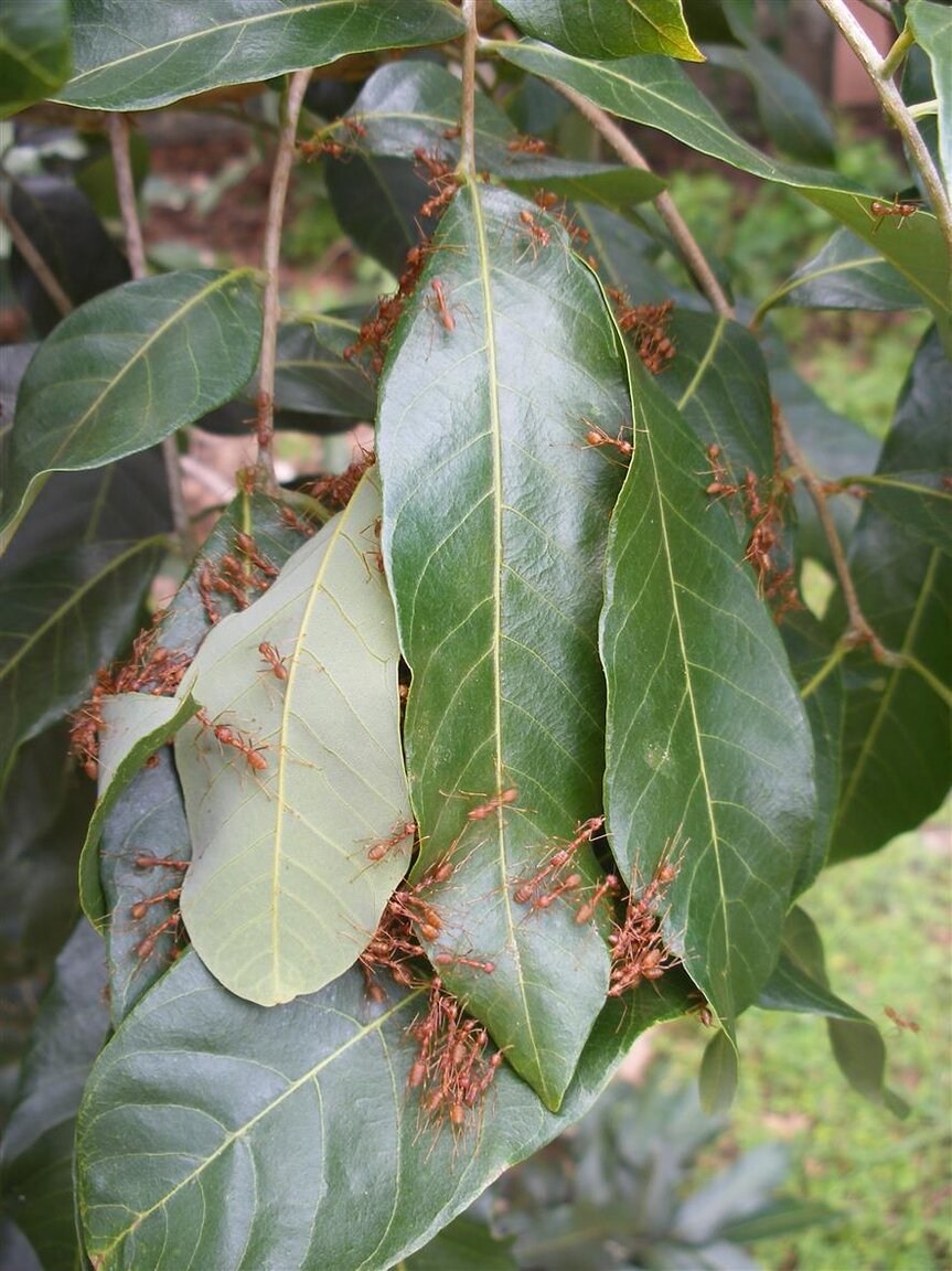 Weaver Ants 2.JPG