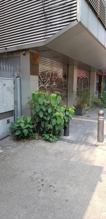 596432657_silom1.thumb.jpg.efb8e3d3b158ffdc5dd826b17f9ff141.jpg