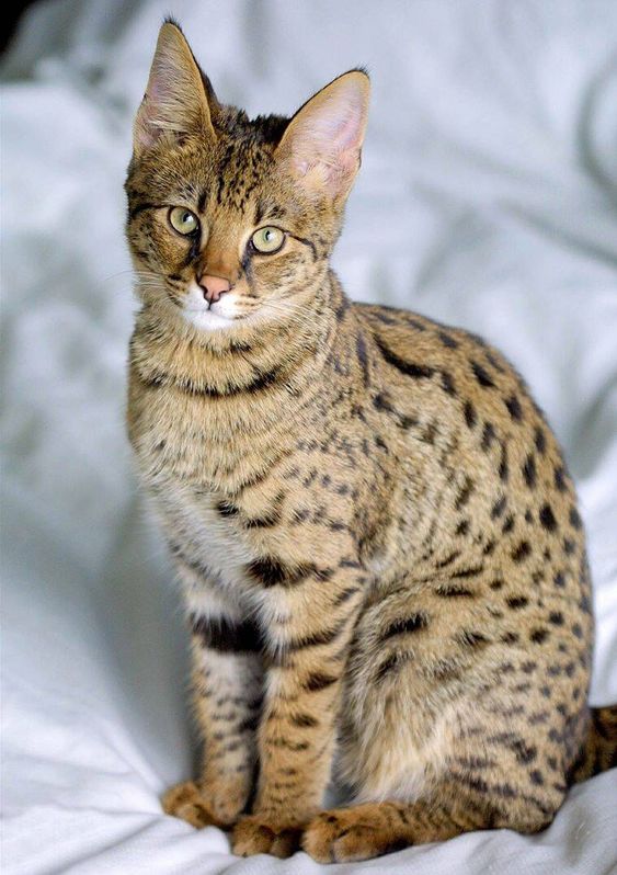 636788594_catznicemarkings.jpg.c3f6d51220abd6f423c7ffda916ed949.jpg