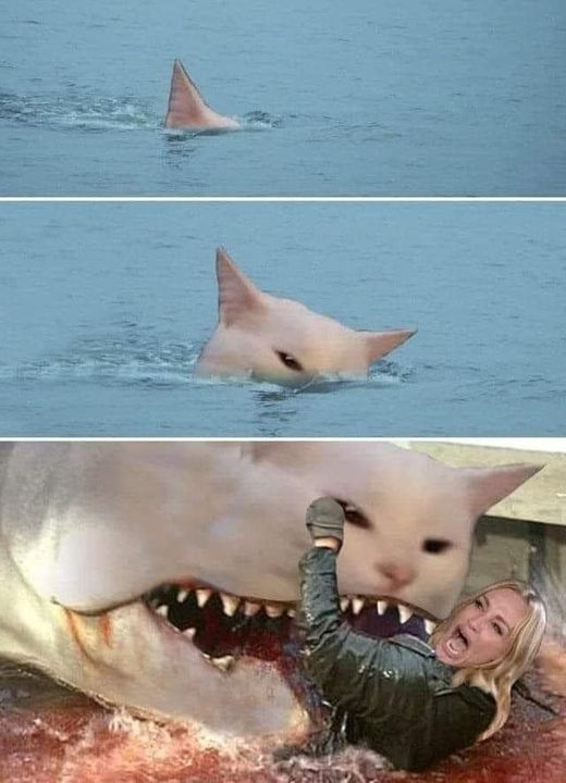 710841327_catshark.png.07d1a5b415c19632afffe5e7a0f46fa5.png