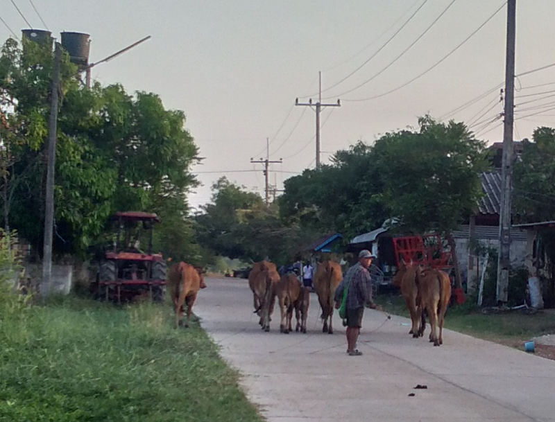 898854750_takingcowstovillage.png.95d666938baac2e12176828479d76dbd.png