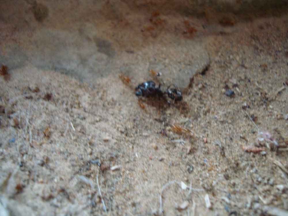 DSC02155.thumb.JPG.fbfe92c7cc1e356e7255671df7a45468.JPG