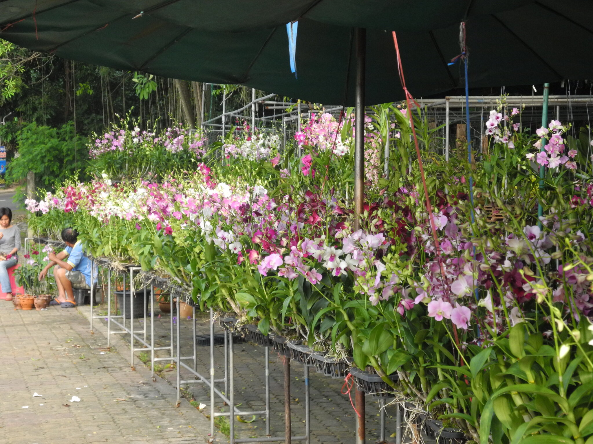 DSCN0778.JPG