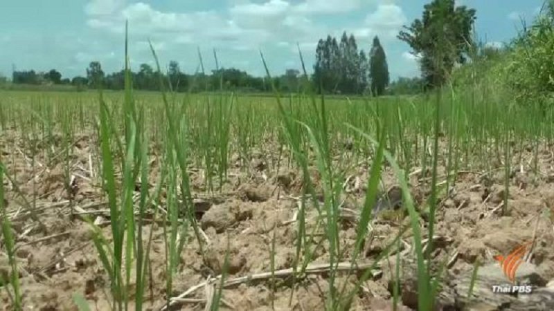 Rice-2-600x338.jpg