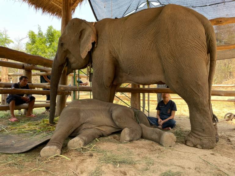 elephant-paraquat.jpg