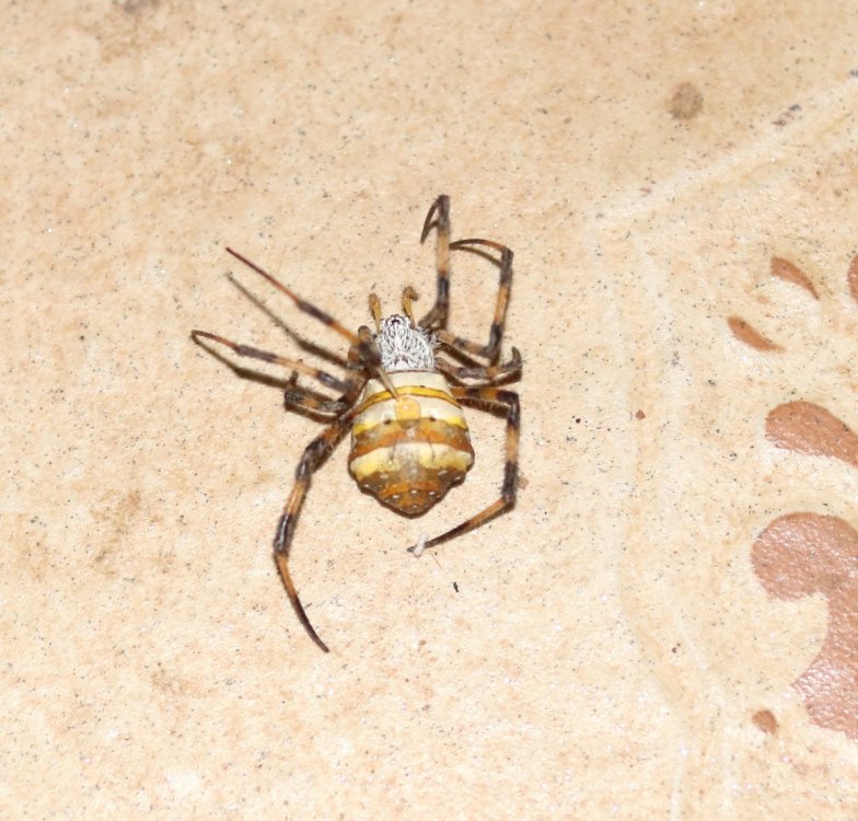 spider.jpg