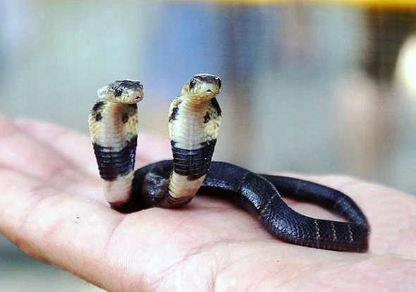 1451045590_twinsnakes.png.dac4e06cfc4185fcb23dedef75e03002.png