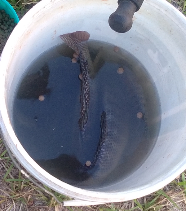 1676176283_fishing0109.png.72e47b2c1bc24eeb4e4f673379906125.png