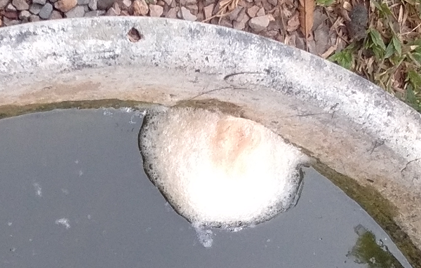 1683057965_frogeggsinMpond02.png.2e643e44681879385e7ccf67433e45ca.png