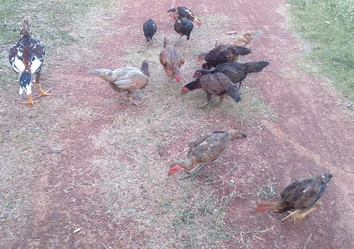 1773504058_chickensfeed03.png.054f688ed6d37f3d2fe198a1d2858a09.png