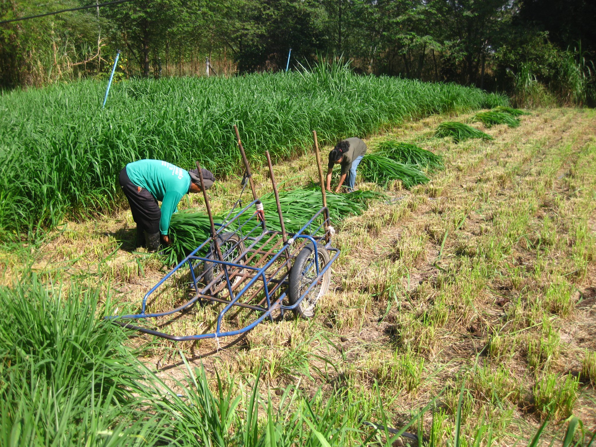 Collecting cut Mombasa grass to fed goats 2 Ubon Ratchathani Thailand.jpg