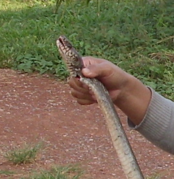 1973249775_longsnakecloseup.png.35f20a855f10dec595705b96fe011e6e.png