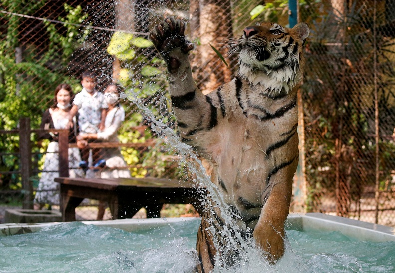 2021-04-01T104557Z_2_LYNXMPEH302NV_RTROPTP_4_THAILAND-WEATHER-TIGERS.JPG