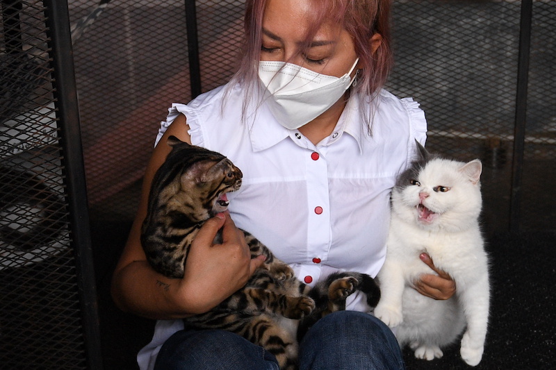 2021-04-23T135847Z_1_LYNXMPEH3M0RI_RTROPTP_4_THAILAND-DRUGS-CAT-AUCTION.jpeg