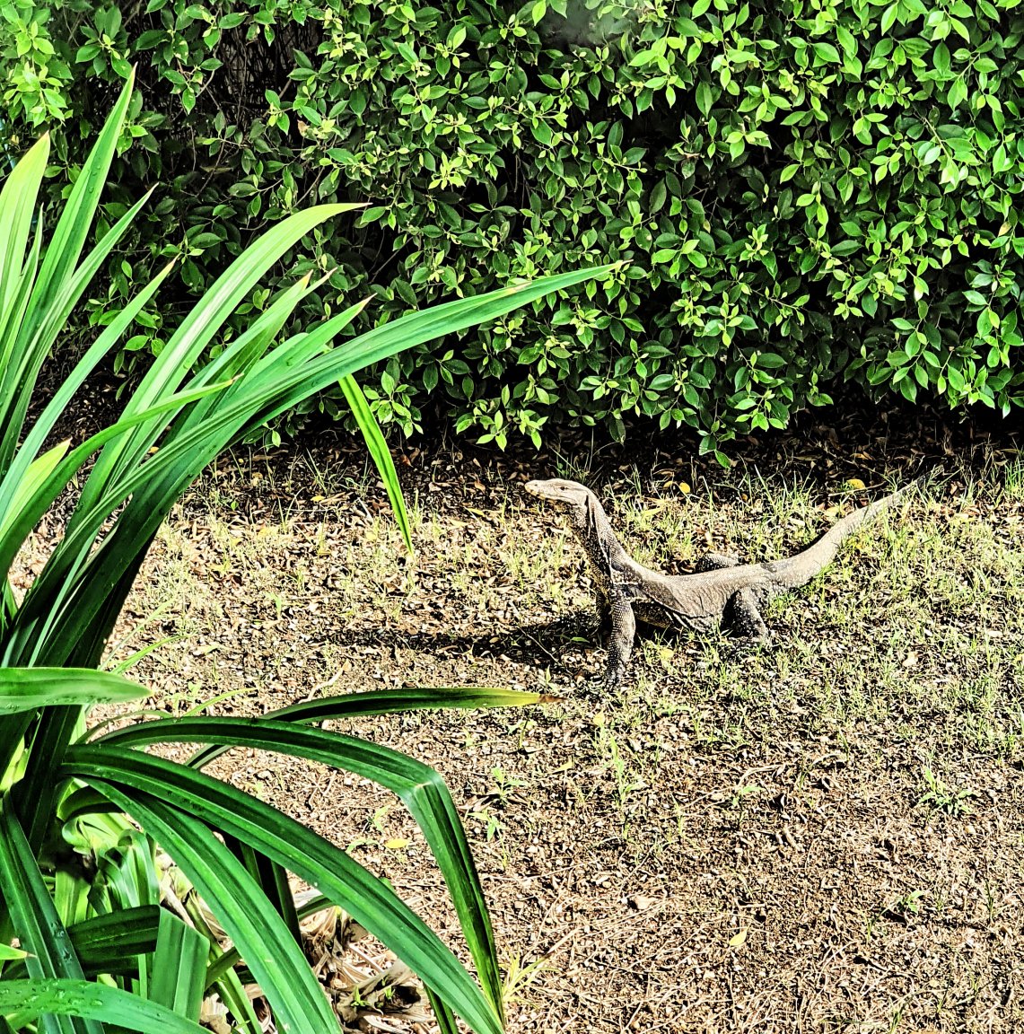 monitor lizard 1m long at home Apr12_2021.jpg