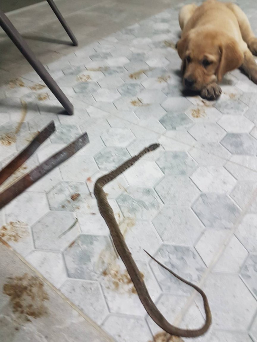 snake and puppy.jpg