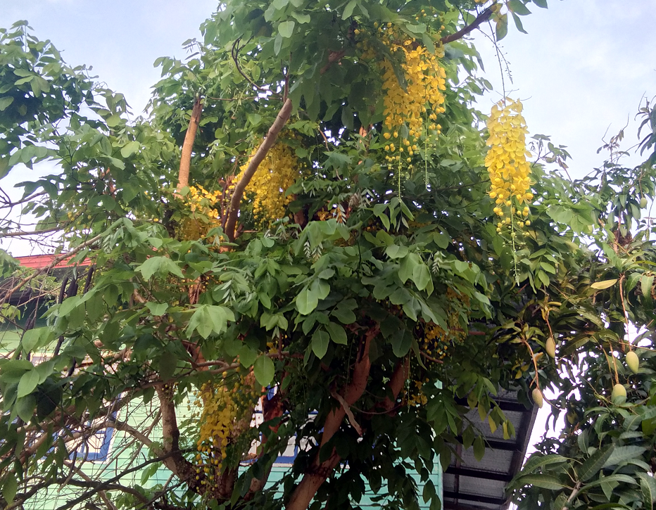 760704166_yellowflowers02.png.a9f5035299a761a0f41794e1b980fba2.png