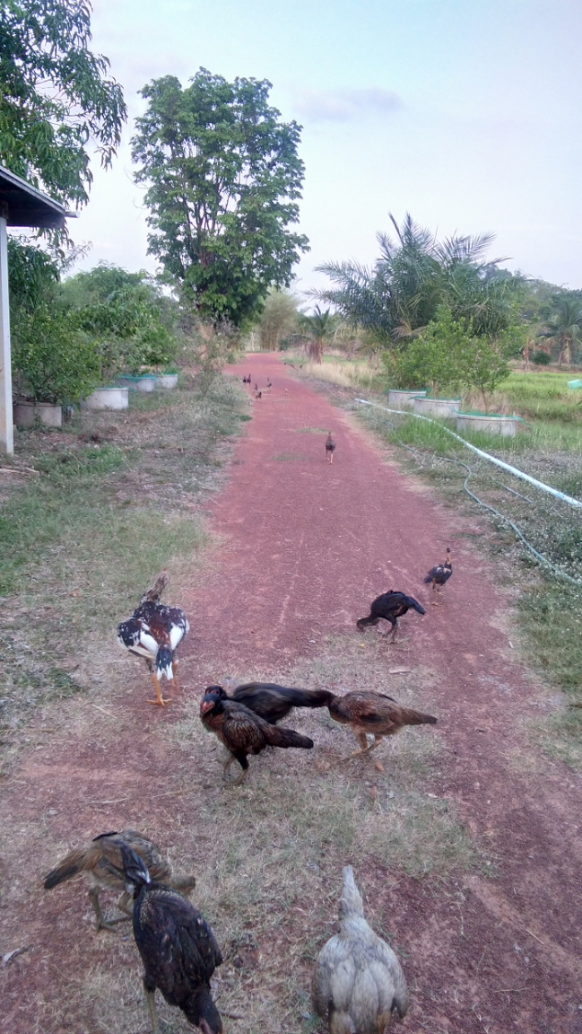 90943975_chickensfeed01.thumb.png.922e9148cfbdae9d7835790bab6c256c.png