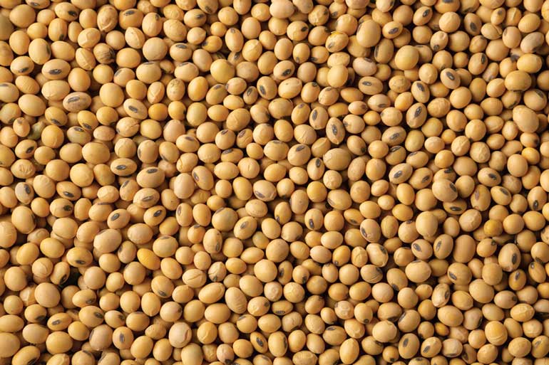 Soy.jpg