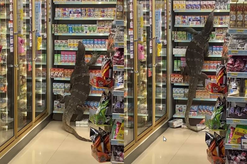 lizard.png