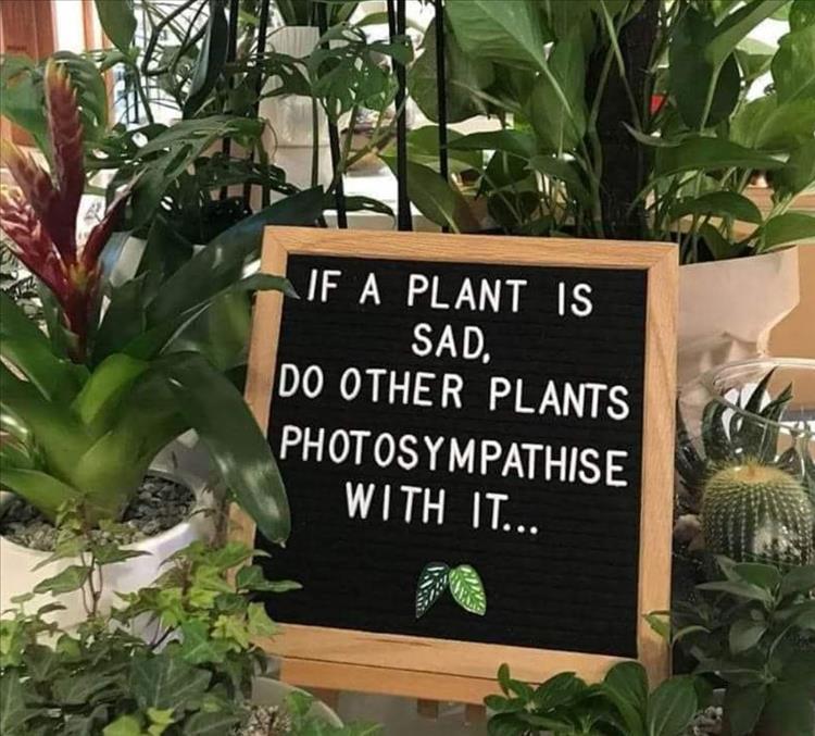 plants.jpg.f3383e601e953eb00e4e9896be3ec8c7.jpg