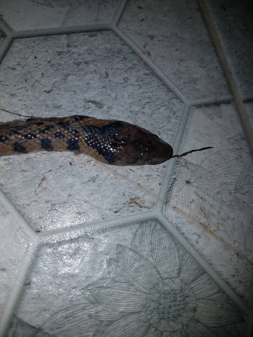 snake1.jpg