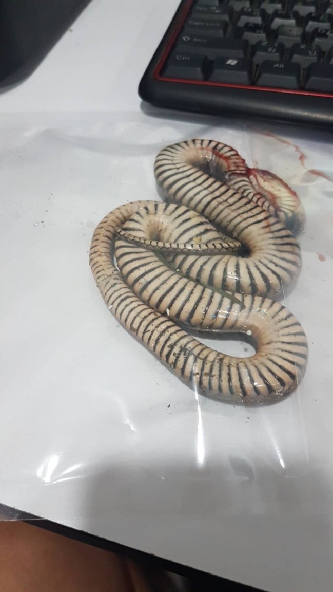 snake2.jpg
