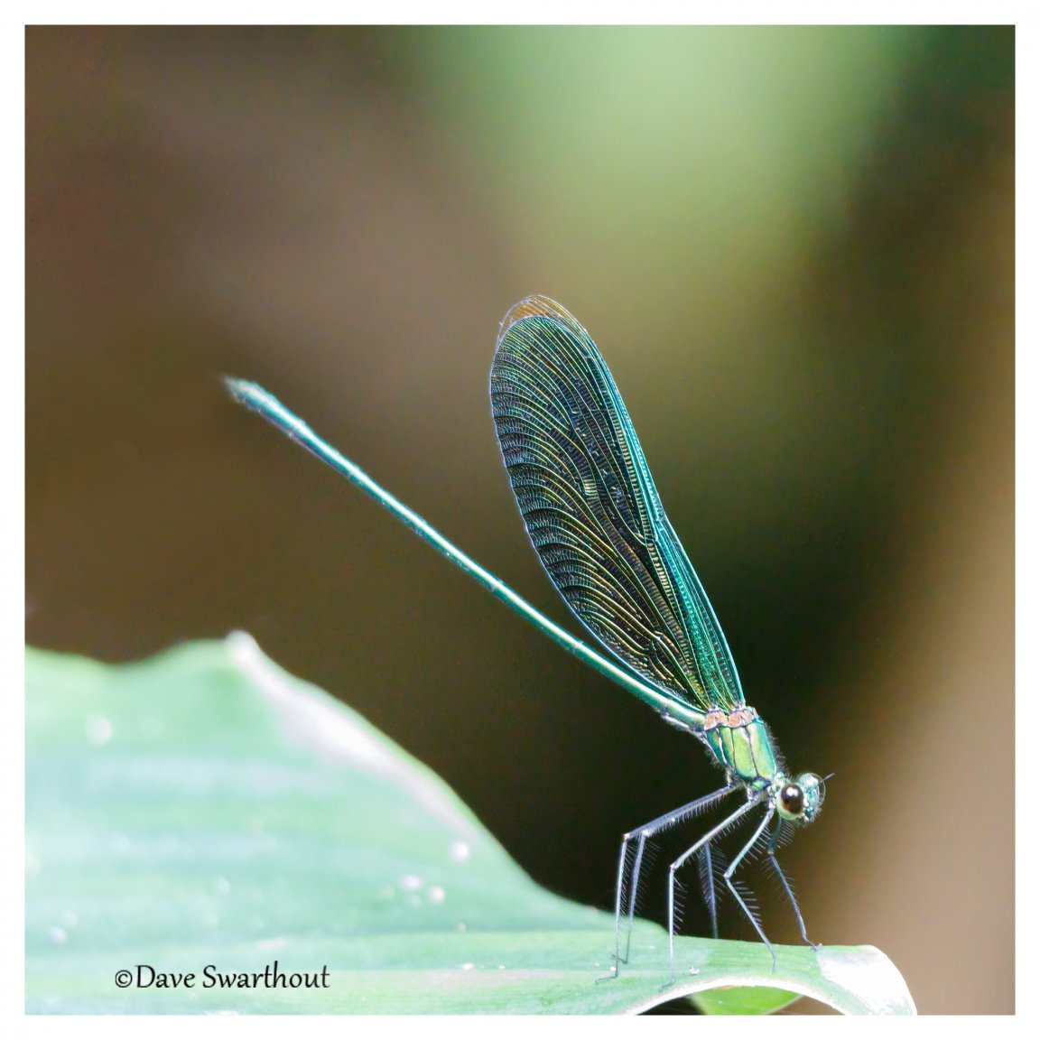 Stream Glory (Neurobasis chinensis) (IMG_8108).jpg