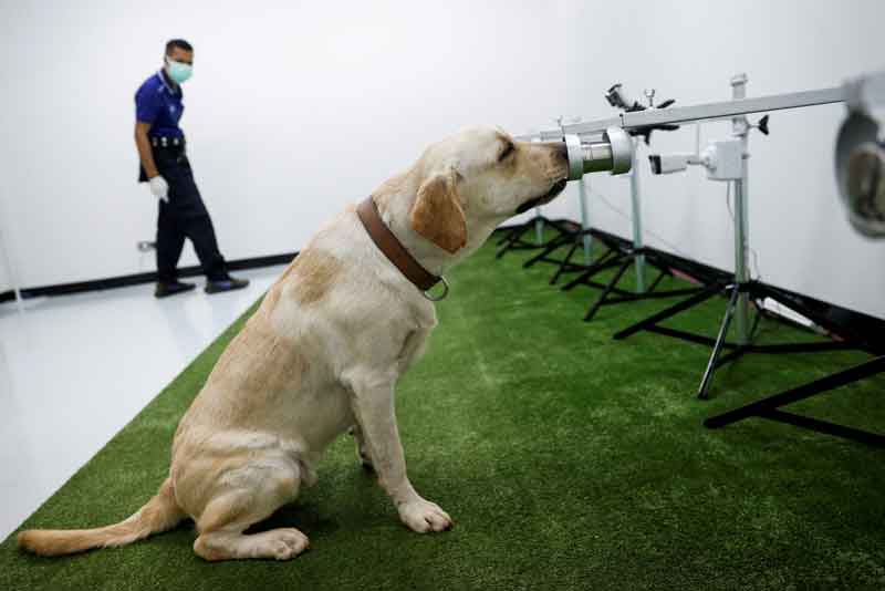 2021-05-21T144043Z_1_LYNXNPEH4K0Z9_RTROPTP_4_HEALTH-CORONAVIRUS-THAILAND-SNIFFER-DOGS.JPG