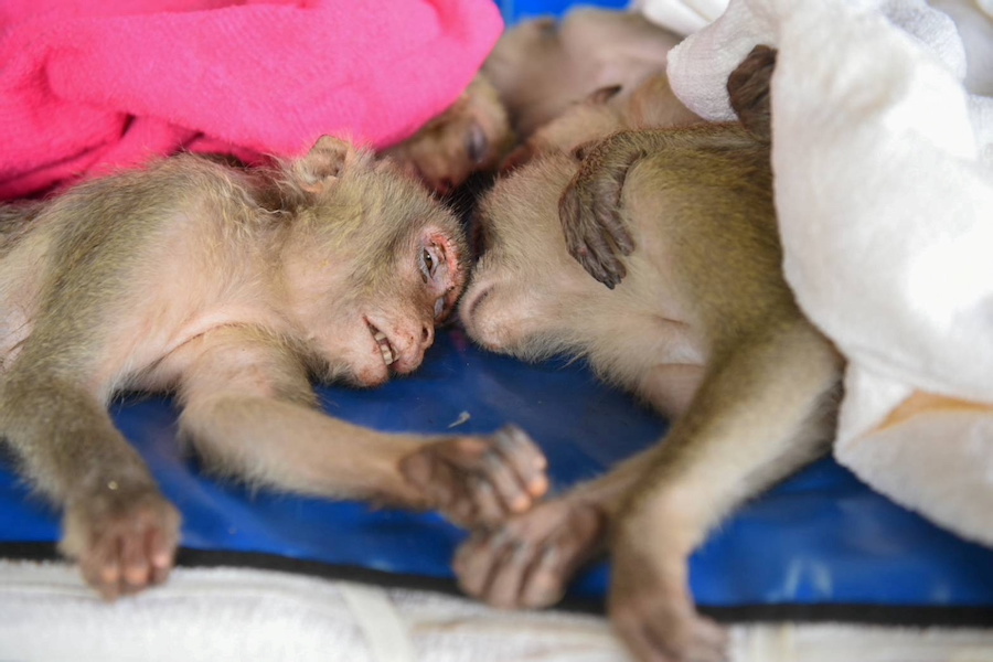 2021-05-29T080545Z_1_LYNXNPEH4S02O_RTROPTP_4_THAILAND-MONKEYS-RESCUE.jpeg