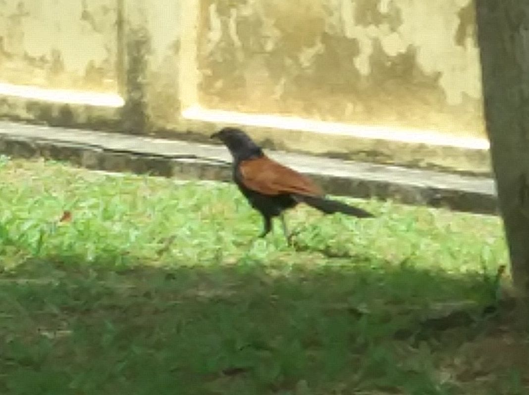 2101089969_BlackandBrownbirdcrop.jpg.3c2a3b12aa8bd770ccc874b591d22eca.jpg