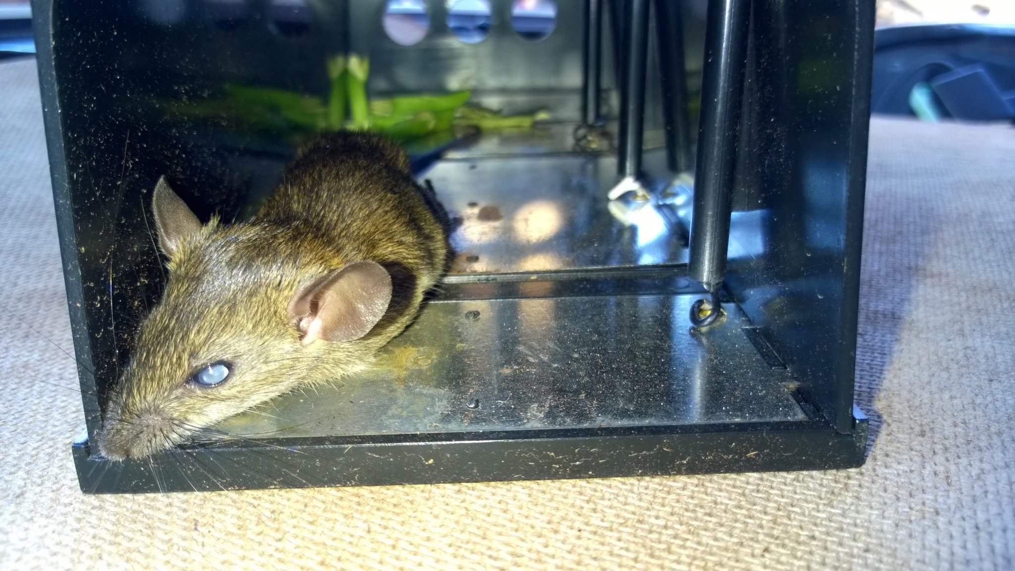  Rat3.jpg