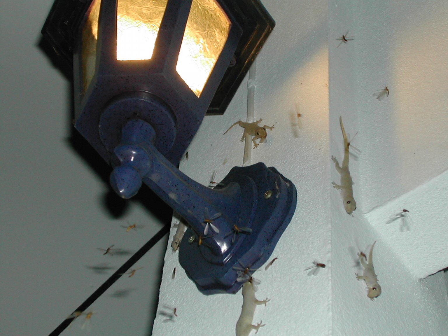 DSCN7088.thumb.JPG.947ba2e3f85e79de32756e0ff8affbe1.JPG