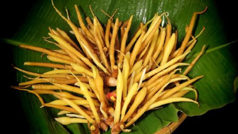 finger-root.jpg