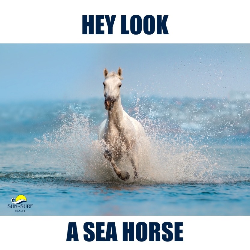ss-funny-beach-memes-4-swcyq2.jpg.60ecdfa24ece0cc4c2ec5fddb44f4f93.jpg