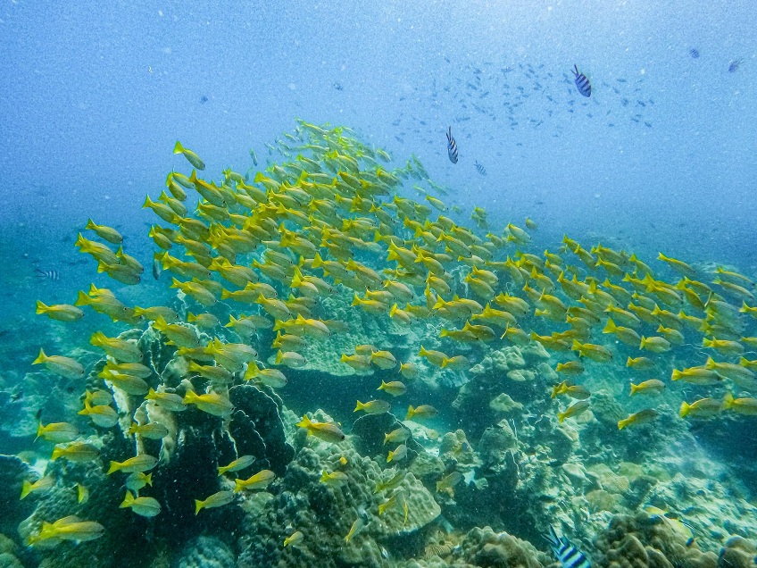 under-sea.jpg