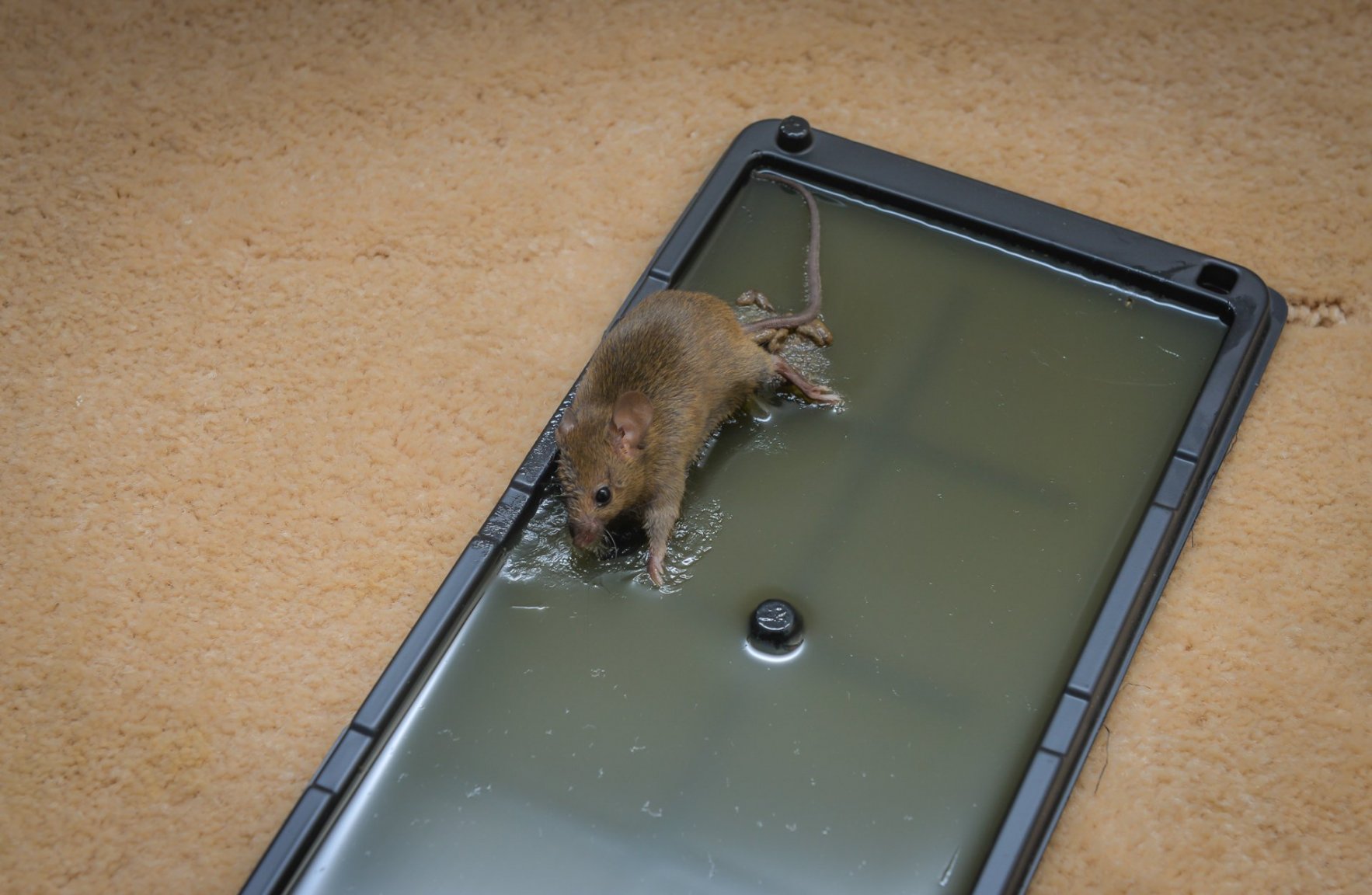 glue trap.jpg