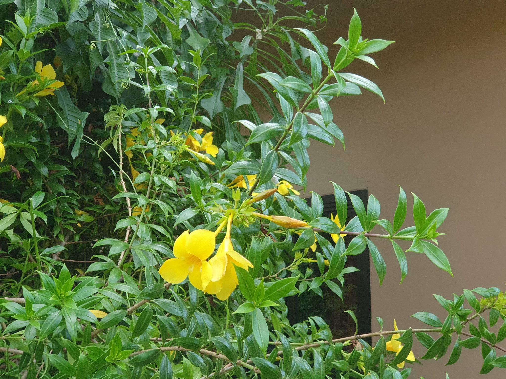 New flower bush 20210615_181553.jpg