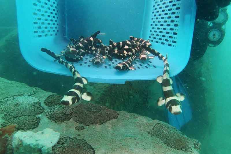 2021-06-07T011127Z_1_LYNXNPEH5602C_RTROPTP_4_THAILAND-SHARKS.JPG