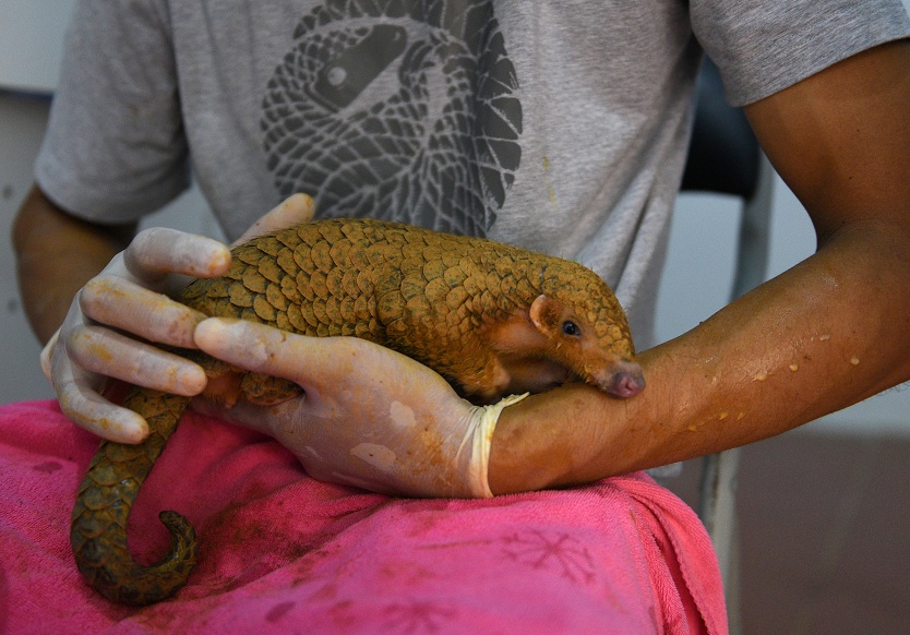 2021-06-30T014632Z_2_LYNXNPEH5T017_RTROPTP_4_VIETNAM-ENVIRONMENT-PANGOLIN.JPG