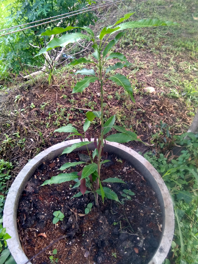 2115265753_mangojustplanted.png.7a63a8083bbecbc36004b9ba2a47c8f7.png