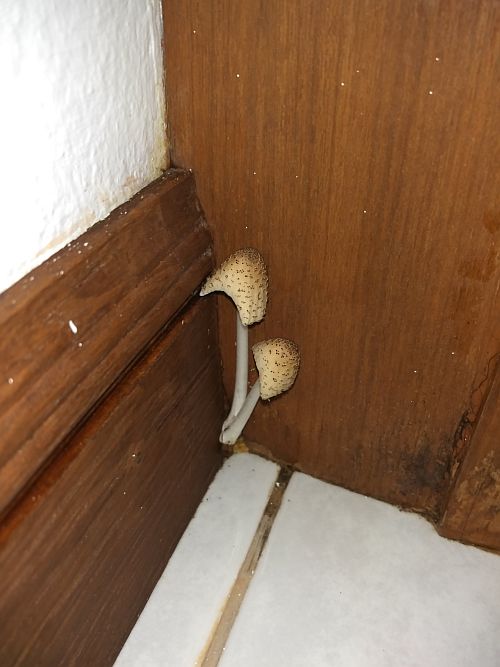 407346847_MushroomIMG_20161101_020334500.jpg.b00a2c975ecb0557ef29384789e88d66.jpg