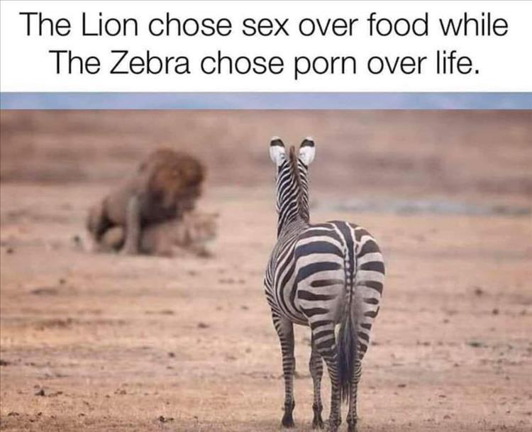 532398974_zebrasex.jpg.e628ed31695c12943adc839d8a7d0f69.jpg