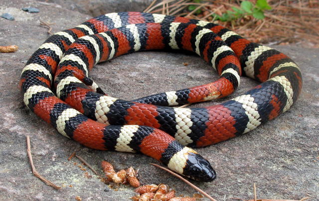 California-Mountain-Kingsnake.jpg.35182925283ab7707aad4ee5eb5e9ccf.jpg